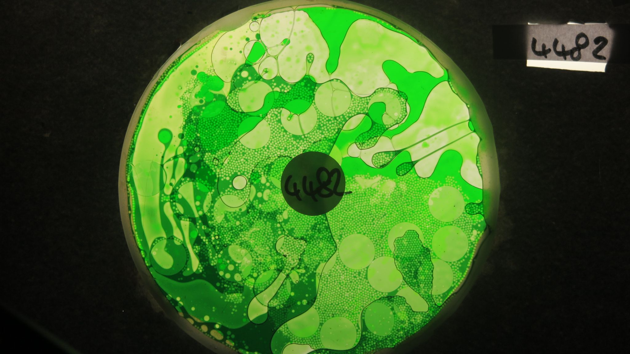 BV4482 bubble vision oil wheel